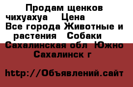 Продам щенков чихуахуа  › Цена ­ 10 000 - Все города Животные и растения » Собаки   . Сахалинская обл.,Южно-Сахалинск г.